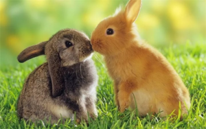 Знаете ли вы, чем отличаются зайцы от кроликов?
