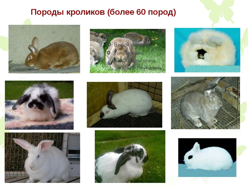 Описание пород кроликов