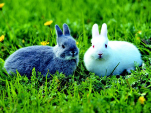 Кролики обладают более спокойным характером и легко приручаются