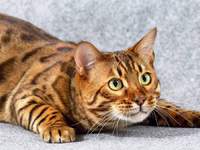 Бенгальская кошка - характеристика