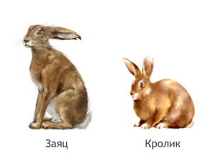 Кролики и зайцы отличны настолько, что их невозможно скрестить