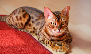 Крупная кошка бенгальской породы