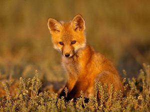 Обыкновенная лисица - особенности образа жизни