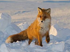 Обыкновенная лисица зимой - утепленная 