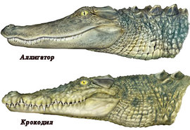 Крокодил и аллигатор - основные отличия