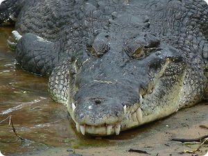 Крокодил Гена на самом деле алигатор?