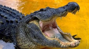 Алигаторы и крокодилы - в чем же разница?