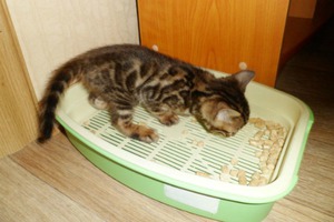 Бенгальский котенок - приучение к туалету