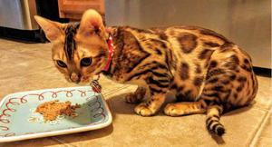 Подросший котенок принимает пищу