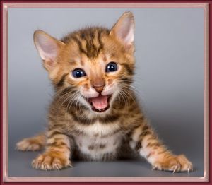  бенгальский котенок улыбается