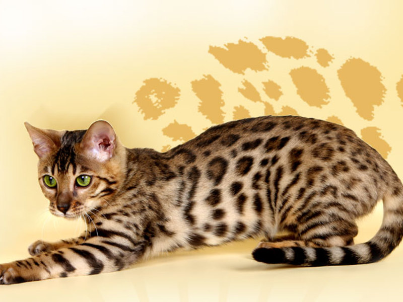 Бенгальская кошка - маленький леопард