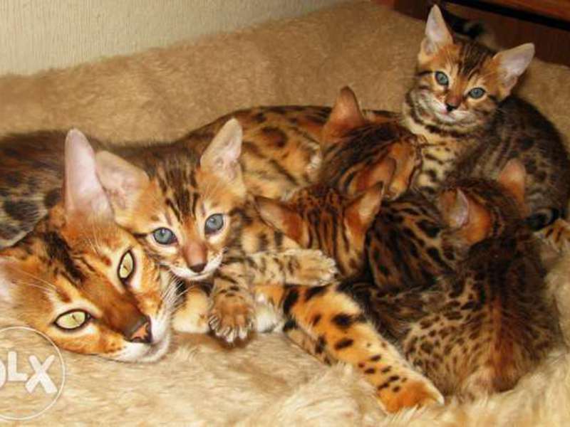 Бенгальские кошка и котятки