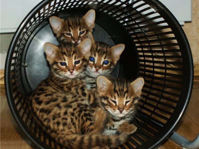 Бенгальские котята спрятались