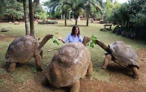 Большие черепахи в зоопарке