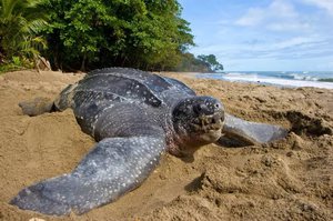 Черепаха на песке океана