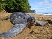 Черепаха на песке океана