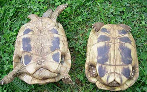 Как узнать пол сухопутной черепахи