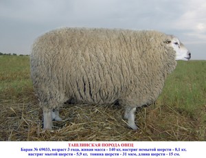Какие есть породы овец