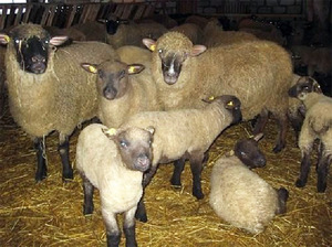 Особенности породы овец