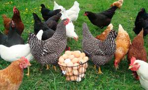 Что влияет на яйценоскость кур