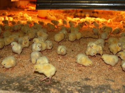 Кормление цыплят - чем и как кормить вылупившихся, суточных и в первые дни жизни цыплят в домашних условиях, видео
