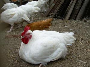 Профилактика цыплят от распространенных болезней