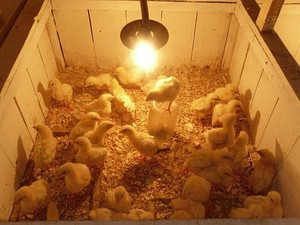 Как выращивать цыплят в инкубаторе
