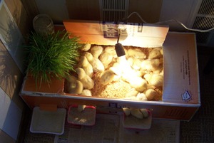 Температурный режим содержания цыплят 