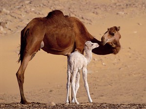 Верблюжонок с матерью