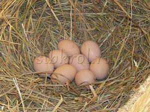 Процесс высиживания яиц у кучинских кур
