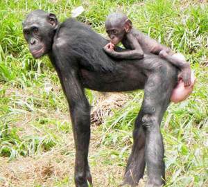 Обезьяна бонобо