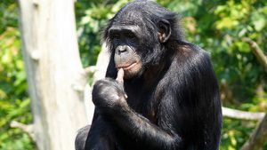 Как содержать обезьян бонобо