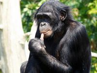 Как содержать обезьян бонобо
