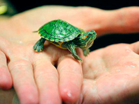 Как правильно ухаживать за черепахой в домашних условиях?