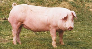 Содержание свиньи 