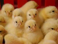 Бройлерные цыплята - как выращивать в домашних условиях