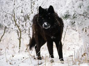 Среднерусский волк
