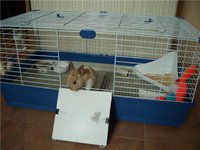Содержание кроликов  в доме 