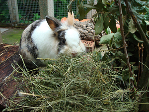Зеленая трава для кролика