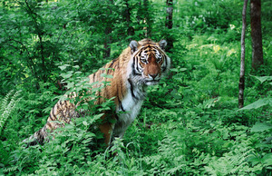Разновидности тигров