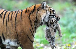 Выведение  потомства тиграми
