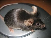 Простая мышь в природе