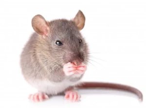 Домашняя мышь в природе