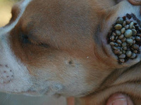 Клещевой энцефалит - как лечить собаку