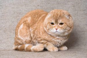 Особенности породы Шотландская вислоухая кошка