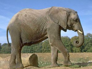 Как размножаются слоны