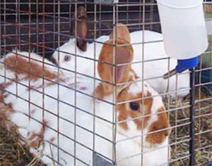 Как сделать поилку для кроликов