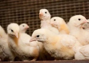 Чем лечить цыплят и взрослых кур