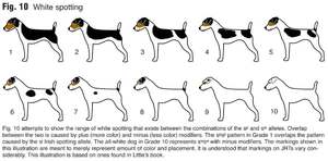 По какими признакам можно узнать возраст собаки