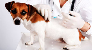 Вакцины для собак и кошек